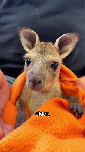 A baby kangaroo is born the size of a jellybean #kangaroo #joey #animalfacts #wildlife #fypシ゚viral