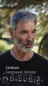 27 reactions | April is National Greyhound Adoption Month, and for a limited time, you can adopt a greyhound for just $75 - down from the usual $200! Gentle, low-maintenance, and full of love, greyhounds make amazing pets for all kinds of homes. Submit your application to find your perfect match | Greyhounds As Pets WA | Facebook