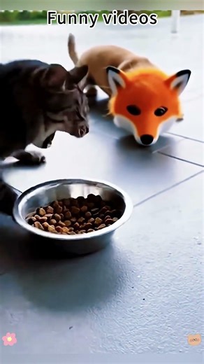 Chihuahua in a scary mask pranks the dog & cat #funnycats #funnydog #cat #dogs #usa