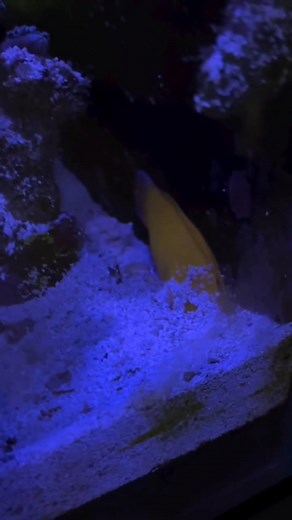 Yellow Coris Wrasse sleeps like this 😅 📸@alisa_kellers_reef #aquarium #reef2reef #reef #fyp #Reels | avea_reef