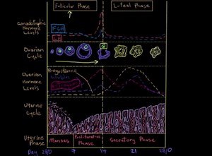 Reproductive cycle graph - Luteal phase