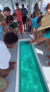 Shark Headbutts Glass-Bottom Boat! #sharkadventures #glassbottomboat #oceanlife | Wild Viral Zone