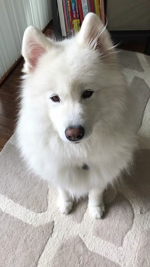 Cute Samoyed Dog Talking and Saying Hello!