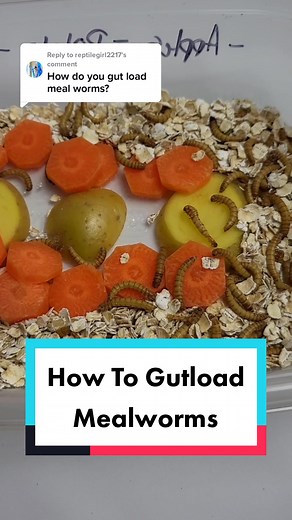 How to Gutload Mealworms for Leopard Geckos