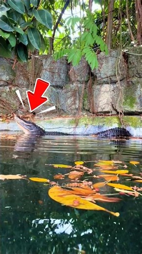 Epic Alligator Sound😱