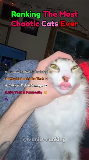 Ranking The Most Chaotic Cat Moments Ever 😭