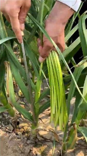 China’s Smart Garlic Trick That Boosts Yield! #shorts #plants #farming