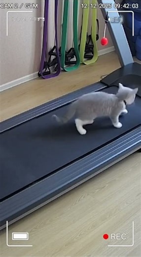 CCTV: Cat Runs on Treadmill in the Funniest Way