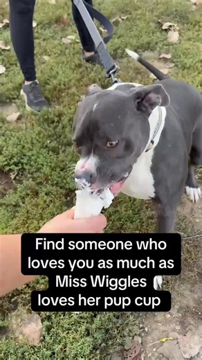 7.5K views · 238 reactions | Huntley, IL. Find someone who loves you as much as Miss Wiggles loves her pup cup…  Spoiler: she’s still waiting to find her someone. 凉 Adopt your new best friend today—because true love is waiting at the shelter. #adoptdontshop #adoptme #rescuedog #shelterdog #foreverhome https://www.animalhouseshelter.com/pets/miss-wiggles/ | Animal House Shelter | Facebook