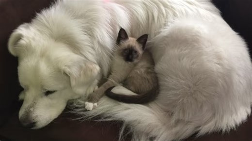 『succubus』bulbous nose tip reduction thin nose tip&defined nasal bridge‖雕刻鼻尖鼻梁