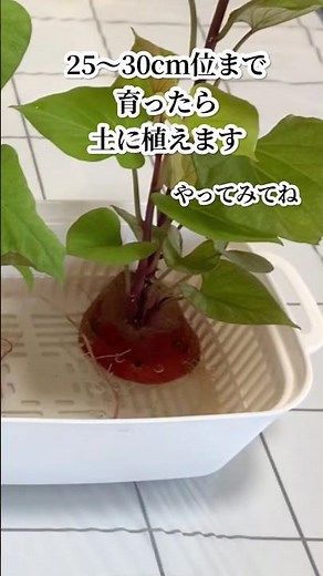 さつまいもの苗作りのコツ #さつまいも作り #家庭菜園 #野菜作り #再生栽培