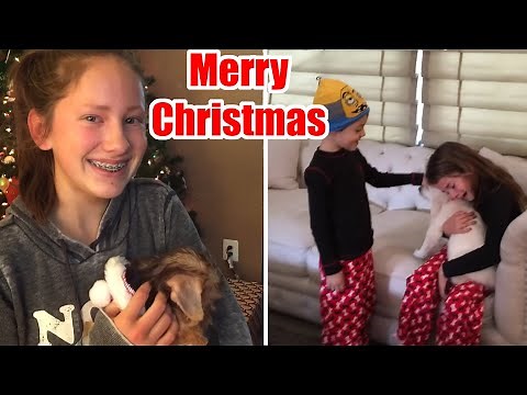 Puppy surprise compilation for Christmas December 2021
