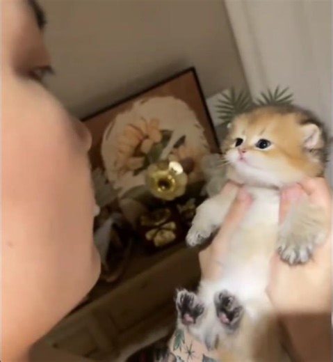 When you Falls in Love with a Tiny Kitten 🐾