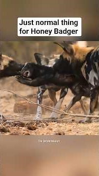 Normal day of Honey Badger!