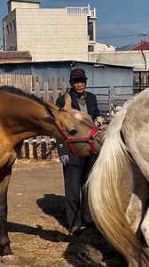 Adorable Horse #horses #reels #animal #horsesofinstagram #horseriding #horselove #instahorse #love #horselife #riding #horsebackriding #horsepowerboots | Animal WorldWile