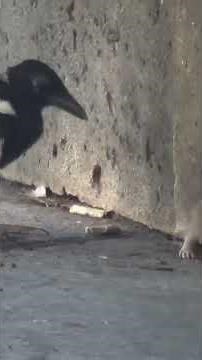 Giant Rat Escapes From Angry Magpie