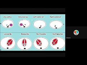 Lesson 4 Part 1: Fetal Heart Situs & Circulation (Start to Finish)