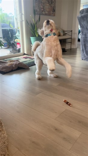 #withoutyou #tobymac #Dailybailey #dancindog #doodle @goodnfunchews @DogsOf TikTok @TikTok