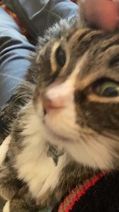 2K views | Alpha Cat on Reels | Facebook