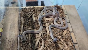 68K views · 6.7K reactions | Baby Sumatran spitting cobras! Sound on to hear their tiny hisses! #reptile #reptiles #snake #snakes #venom #venomoussnake #venomoussnakes #venomextraction #kyreptilezoo #redrivergorge #gopoco #venomislife #cobra #mamba #rattlesnake #herpetology #herpetologist #zoo #reptilezoo #snakesofinstagram | Kentucky Reptile Zoo | Facebook