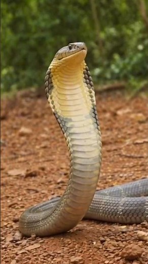 ยาวที่สุดในปฐพี! ส่อง "งูจงอาง" อสูรกายงูพิษที่ใหญ่ที่สุดในโลก 🐍#งูจงอาง #งูจงอางยักษ์ #สัตว์อันตราย