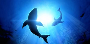 The shocking facts revealed: how sharks and other animals evolved electroreception to find their prey