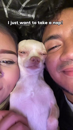 I’m happy with “Mastodon Dog”#dog #dogs #cute #doglove #funny #funnydog #funnyvideo #fyp #fypシ #fouryou #pets #dogfunny #funnypets #petlover