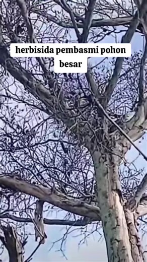 herbisida pembasmi pohon besar rumpun bambu ampuh #herbisida #pembasmipohon #kilgras #petaniindonesia🇮🇩🇮🇩🇮🇩🌿🌿 #pyfツ