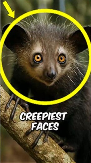 These Animals Have the Creepiest Faces on Earth… And #1 Is Nightmare Fuel