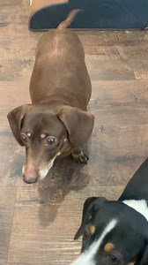 Baxter barks nonstop now whenever he sees food. I hate that he feels constantly hungry with his Cushings disease. | The DACH Sons