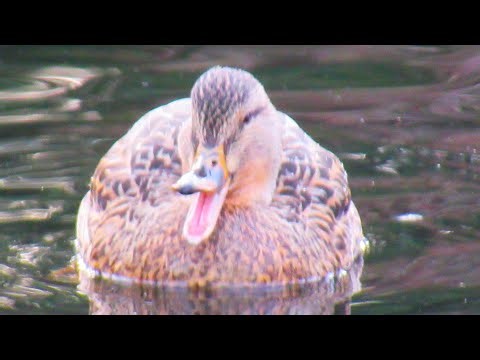 Female Ducks Sound Like Laughing Humans