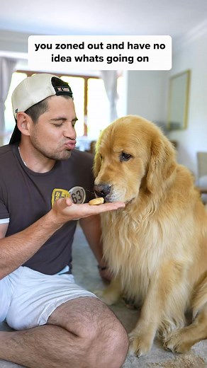 15K views · 385 reactions | Happens to the best of us _145 #dogsoftiktok #goldenretrievers #funnydog | Nathan Lawrence | Facebook