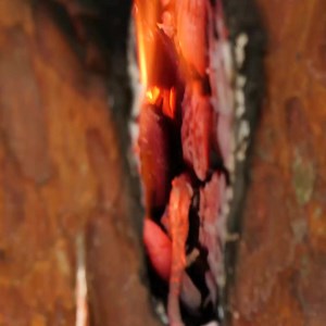 Perfect DIY Swedish Torch! Thanks for watching! Please be aware that this video is for entertainment purposes only and techniques shown should not be attempted at home! | Lady Panda