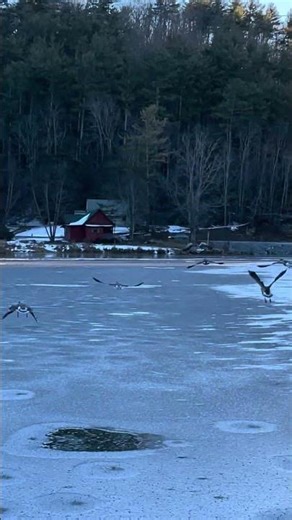 Domestic geese and hybrid goose flying across ice