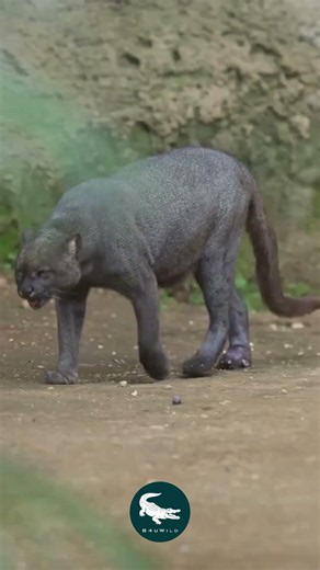 Jaguarundi: The Cat That Broke the Rules 🐈🔥