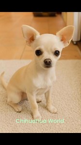 So beautiful 💜 | Chihuahua World