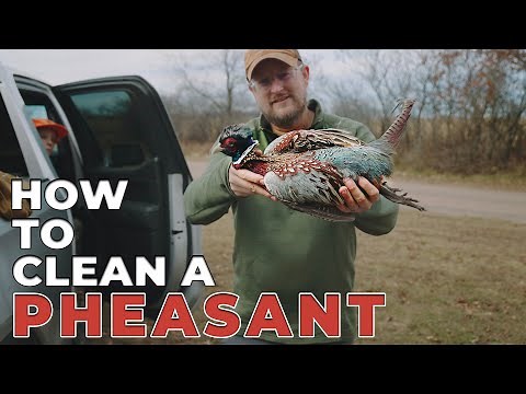 How To Clean A Pheasant Or Grouse FAST – No Knife, No Tools!