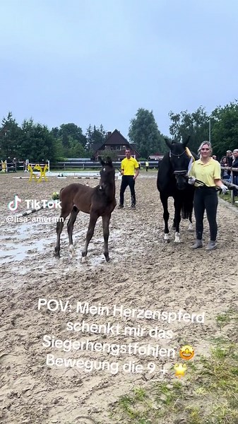 POV: Mein Herzenspferd schenkt mir das Siegerhengstfohlen 🤩 für die Bewegung gab es die 9 🌟 unglaublich, bald geht die Reise in die Hengstaufzucht los #horsesoftiktok#stallion#landgestütcelle#hengststationpape#fusionist#dancier#wolkentanz#sieger#thefuturelooksbright