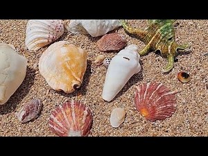 Pick up cute sea shells that wash up on the shore| Pick Up Shells With Robin