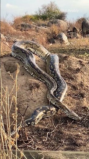 Ular python sedang bersantai di taman