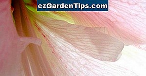 Cómo plantar las semillas de Amaryllis Belladonna 🌱 Tips Jardineros - Es.ezGardenTips.com