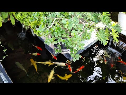 The beauty of a minimalist koi pond looks natural for relaxing
