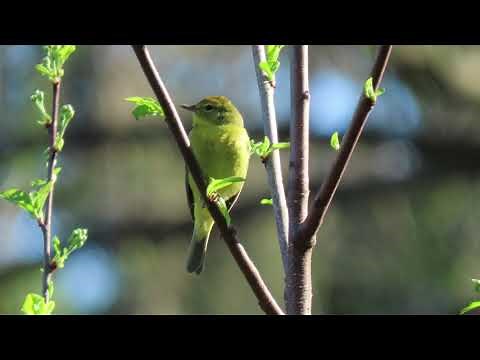 Orange-crowned Warbler