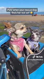 If you know, you know 😆😆 | Canine Campus Pet Rescue and Food Bank