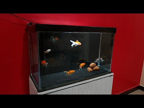 Oranda Goldfish Aquarium setup | Oranda,Ranchu and RedCap Goldfish tank setup | 2.5 feet tank |