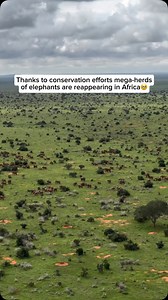 Conservation efforts are successfully restoring mega-herds of elephants in parts of Africa, including Kenya. Strong anti-poaching laws, habitat restoration, and community-run conservancies have played a crucial role in this progress. In Kenya alone, more than 230 community-managed reserves now safeguard wildlife while also supporting local livelihoods. These initiatives have created safe havens where elephant populations are stabilizing and even growing in some areas. This success underscores th
