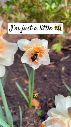 do not disturb: tiny nap in progress 🐝 #garden #bee #spring #funny #cozy