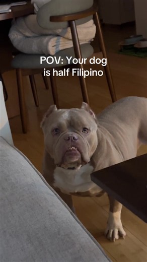 POV: Your dog is half Filipino — Pasensya na mother