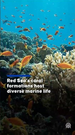 Underwater scenes from the Red Sea