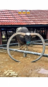 Kerbau tanduk sangat unik #fypchallenge #fypシ゚viralシfypシ゚viralシalシ | Sangmane Totokku